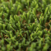 Premium Pet Turf by Skydeck USA - Close Up